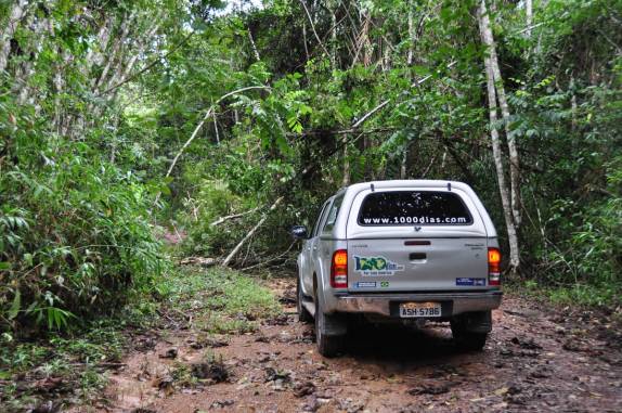 No meio do caminho da Fiona, tinha uma árvore! (Parque Nacional Viruá, em Roraima)